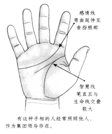 感情线弯曲延伸至食指根部，智慧线笔直且与生命线交叠较大 ...