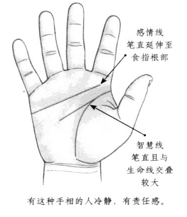 感情线笔直延伸至食指根部智慧线笔直且与生命线交叠较大