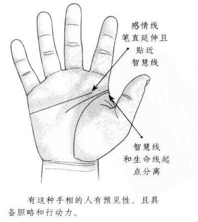 感情线笔直向前延伸，并且和智慧线相互重合，智慧线和生命线起点相互分离 ...