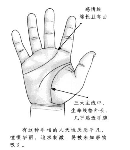感情线绵长且状态弯曲，三大主线中，生命线格外长，几乎贴近手腕 ...
