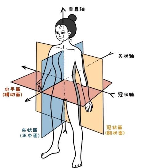 由体形看人富贵贫贱
