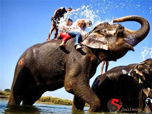 梦见自己骑着大象