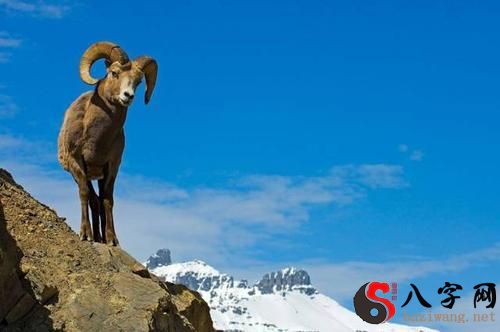 梦见自己被羊顶撞