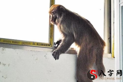 梦见猴子爬窗户