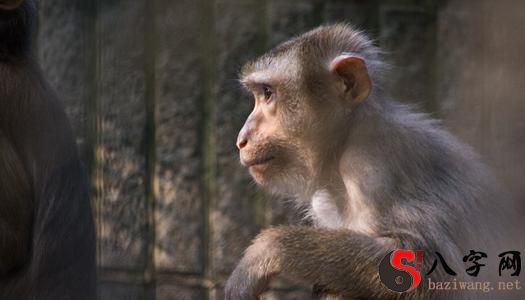 梦见猴子缠着我不放