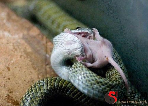 梦见狗咬死了老鼠