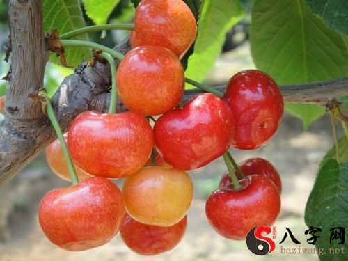 梦见争夺生命果实